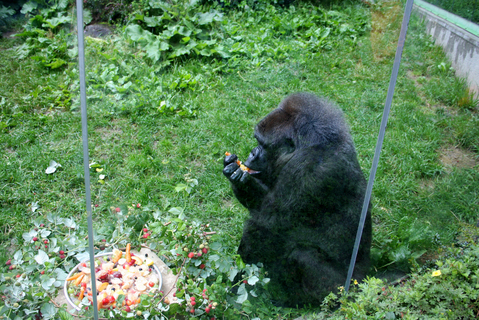 FOTKA - ZOO Zln: Goril samice Judita oslavila 45. narozeniny