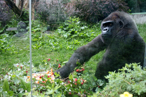 FOTKA - ZOO Zln: Goril samice Judita oslavila 45. narozeniny