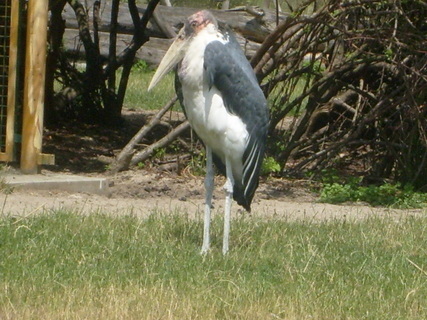 FOTKA - Nvtva zoologick zahrady