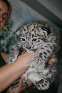 FOTKA - Dal skvl odchov u velkch kokovitch elem v steck zoo