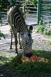FOTKA - Zebra Blanka z steck zoo oslavila kulatiny