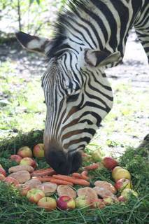 FOTKA - Zebra Blanka z steck zoo oslavila kulatiny