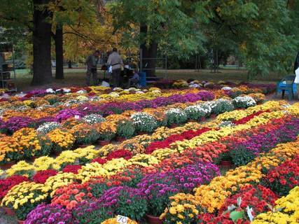 FOTKA - Podzimn Flora Olomouc s festivalem gastronomie Olima
