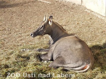 FOTKA - Zdail odchovy nilgau v ZOO st nad Labem