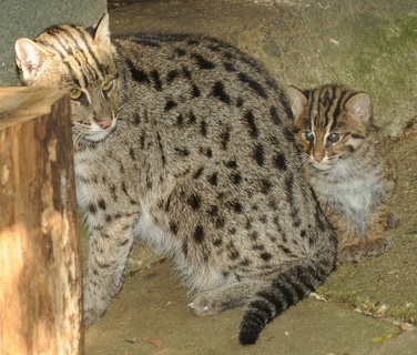 FOTKA - Koka rybsk v olomouck ZOO