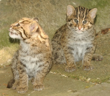 FOTKA - Koka rybsk v olomouck ZOO