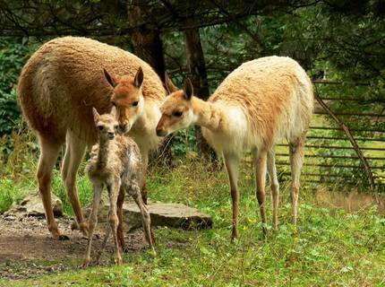 FOTKA - Hvzdy poktily mlad vikun