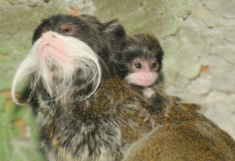 FOTKA - Tamarn vousat v olomouck ZOO