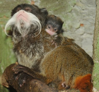 FOTKA - Tamarn vousat v olomouck ZOO