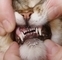 Čistíte zvířecímu miláčkovi zuby?