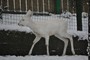 Bílá srna je nyní ozdobou děčínské zoo