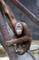 Zoo Praha - Chovatelka zachrnila orangutana