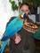 Zoo Olomouc chov ary ararauny
