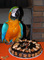 Zoo Olomouc chov ary ararauny