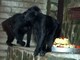 Zoo Dn - narozeniny Satu