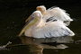 Mlata pelikn blch ve Zlnsk zoo