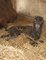 ZOO Liberec má samičku velblouda dvouhrbého