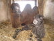 ZOO Liberec má samičku velblouda dvouhrbého