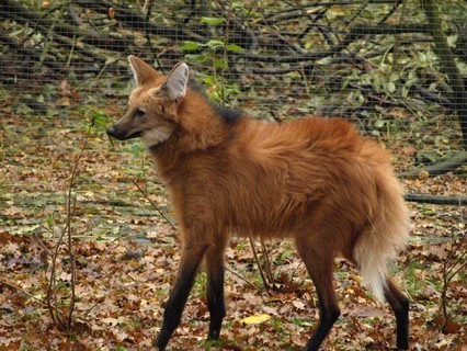 FOTKA - Dnsk zoo u m svho Edu!