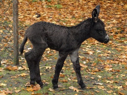 FOTKA - Dnsk zoo se raduje z dlouho oekvanho prstku! 