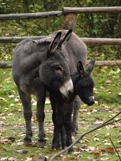 FOTKA - Dnsk zoo se raduje z dlouho oekvanho prstku! 