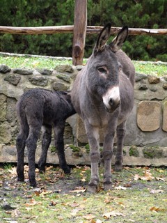 FOTKA - Dnsk zoo se raduje z dlouho oekvanho prstku! 