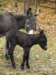 FOTKA - Dnsk zoo se raduje z dlouho oekvanho prstku! 