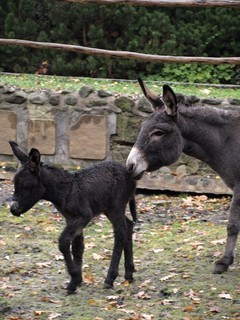 FOTKA - Dnsk zoo se raduje z dlouho oekvanho prstku! 