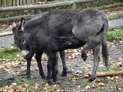 FOTKA - Dnsk zoo se raduje z dlouho oekvanho prstku! 