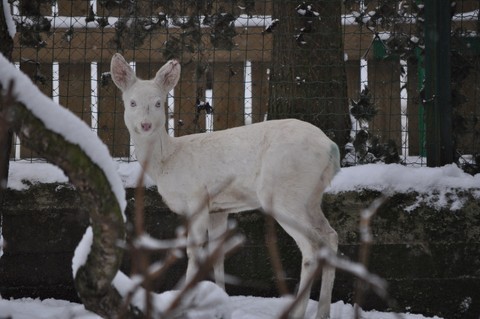 FOTKA - Bl srna je nyn ozdobou dnsk zoo