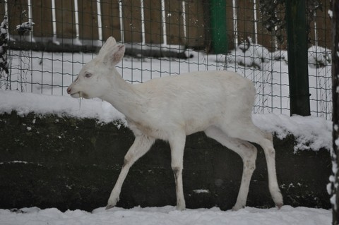 FOTKA - Bl srna je nyn ozdobou dnsk zoo