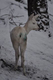 FOTKA - Bl srna je nyn ozdobou dnsk zoo