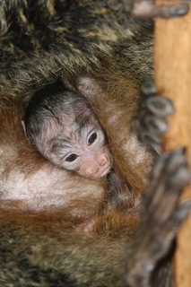 FOTKA - Zoo Jihlava - Prvnm letonm mldtem je chvostan