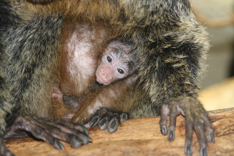 FOTKA - Zoo Jihlava - Prvnm letonm mldtem je chvostan