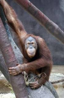 FOTKA - Zoo Praha - Chovatelka zachrnila orangutana