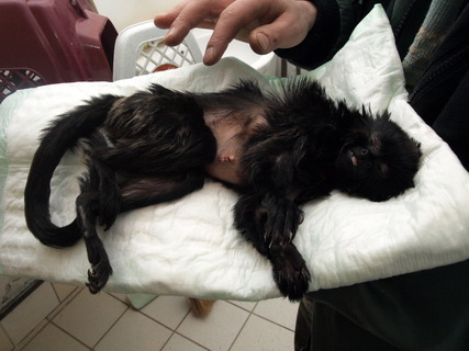 FOTKA - Opika se zotavuje po operaci kly
