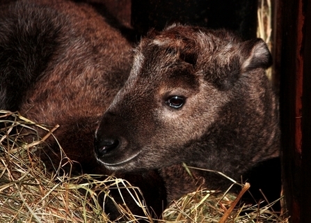 FOTKA - V ZOO Liberec se narodil takin nsk