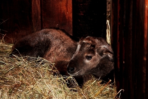 FOTKA - V ZOO Liberec se narodil takin nsk