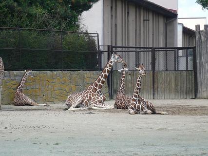 FOTKA - ZOO Dvr Krlov nad Labem - podvan pro mal i velk