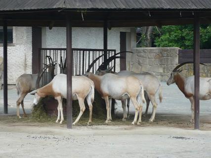 FOTKA - ZOO Dvr Krlov nad Labem - podvan pro mal i velk