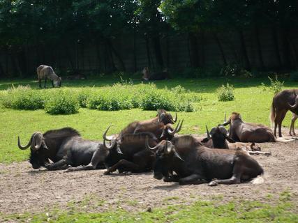 FOTKA - ZOO Dvr Krlov nad Labem - podvan pro mal i velk