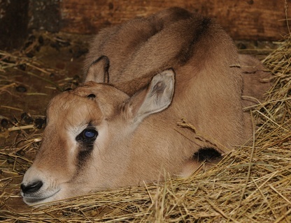 FOTKA - Mltka v Zoo Olomouc