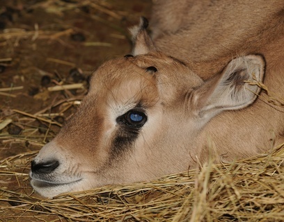 FOTKA - Mltka v Zoo Olomouc