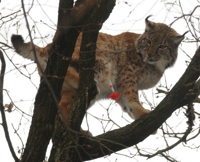 FOTKA - Zoo Olomouc: Rys na strom