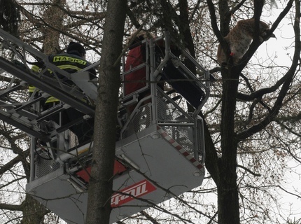 FOTKA - Zoo Olomouc: Rys na strom