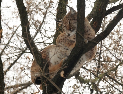 FOTKA - Zoo Olomouc: Rys na strom