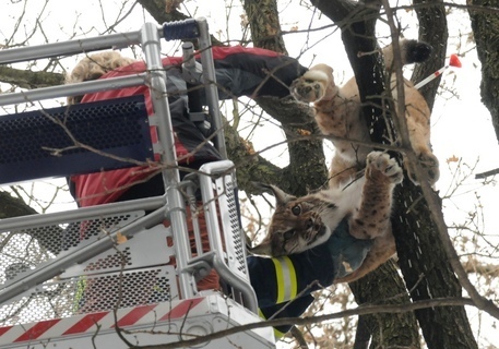 FOTKA - Zoo Olomouc: Rys na strom