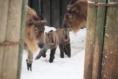 FOTKA - Takini ze Zoo Liberec ve venkovn expozici!