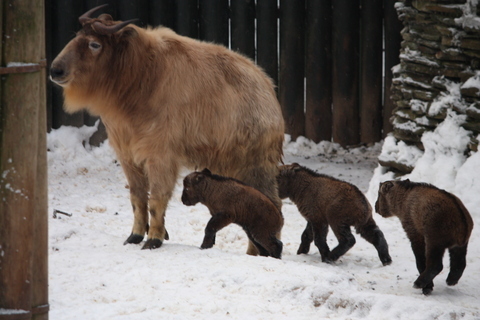 FOTKA - Takini ze Zoo Liberec ve venkovn expozici!