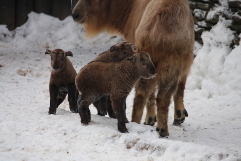 FOTKA - Takini ze Zoo Liberec ve venkovn expozici!